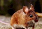 Un infectólogo confirmó que la cepa local de Hantavirus es “potencialmente mortal”