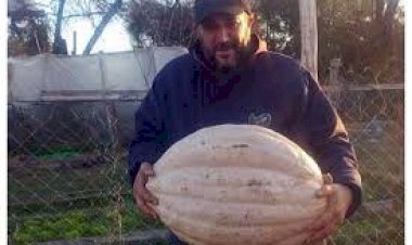 Zapallo de más de 10 kilos en una huerta comunitaria de la zona sur