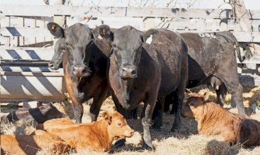 Bronca de productores con el SENASA por nuevas normas para controlar una enfermedad casi inexistente en Entre Ríos
