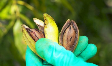 Entre Ríos crece con la incorporación de derivados de la nuez pecán al Código Alimentario Argentino