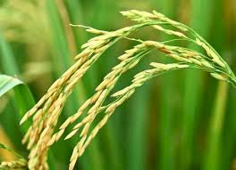 La perspectiva de siembra de arroz para el ciclo 2025/26 es “desalentadora”