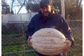 Zapallo de más de 10 kilos en una huerta comunitaria de la zona sur