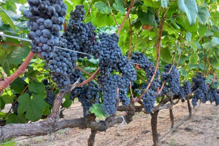 Conocé el cronograma del encuentro “Entre Ríos, Entre Viñas”, que se realizará por primera vez en Concordia