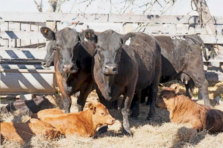 Bronca de productores con el SENASA por nuevas normas para controlar una enfermedad casi inexistente en Entre Ríos