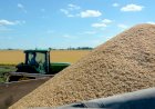 Crisis de precios, baja rentabilidad de exportaciones y la suba del gasoil amenazan a productores pequeños de arroz