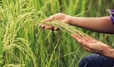 Preocupación y alerta ante los números del arroz entrerriano