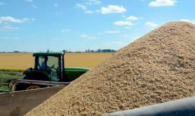 Crisis de precios, baja rentabilidad de exportaciones y la suba del gasoil amenazan a productores pequeños de arroz