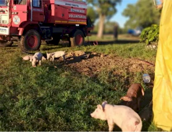 Incendio en granjas de cerdos, sofocaron las llamas y rescataron animales