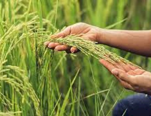 Preocupación y alerta ante los números del arroz entrerriano